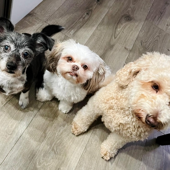 Meet your Posher, Posh - Picture 3 of 3